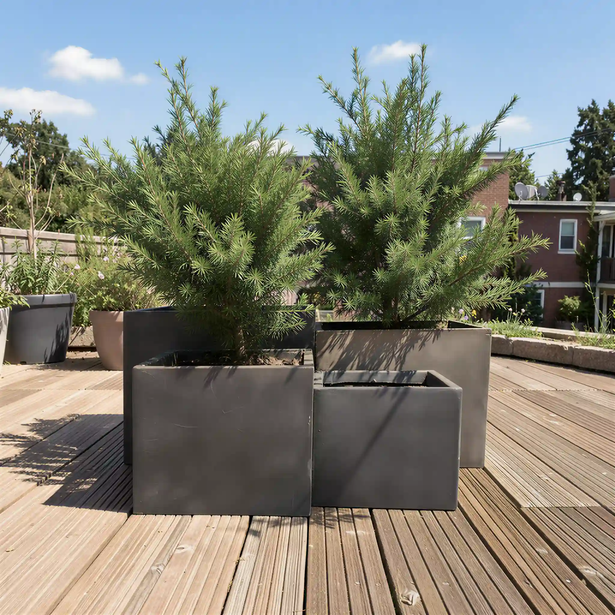 Square GFRC tree planter boxes providing structured greenery for an alfresco dining patio. High-volume outdoor containers designed for mixed-use developments and upscale restaurant exteriors.